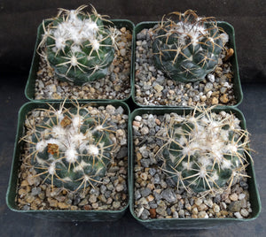 Coryphantha elephantidens