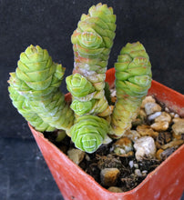 Load image into Gallery viewer, Crassula columella

