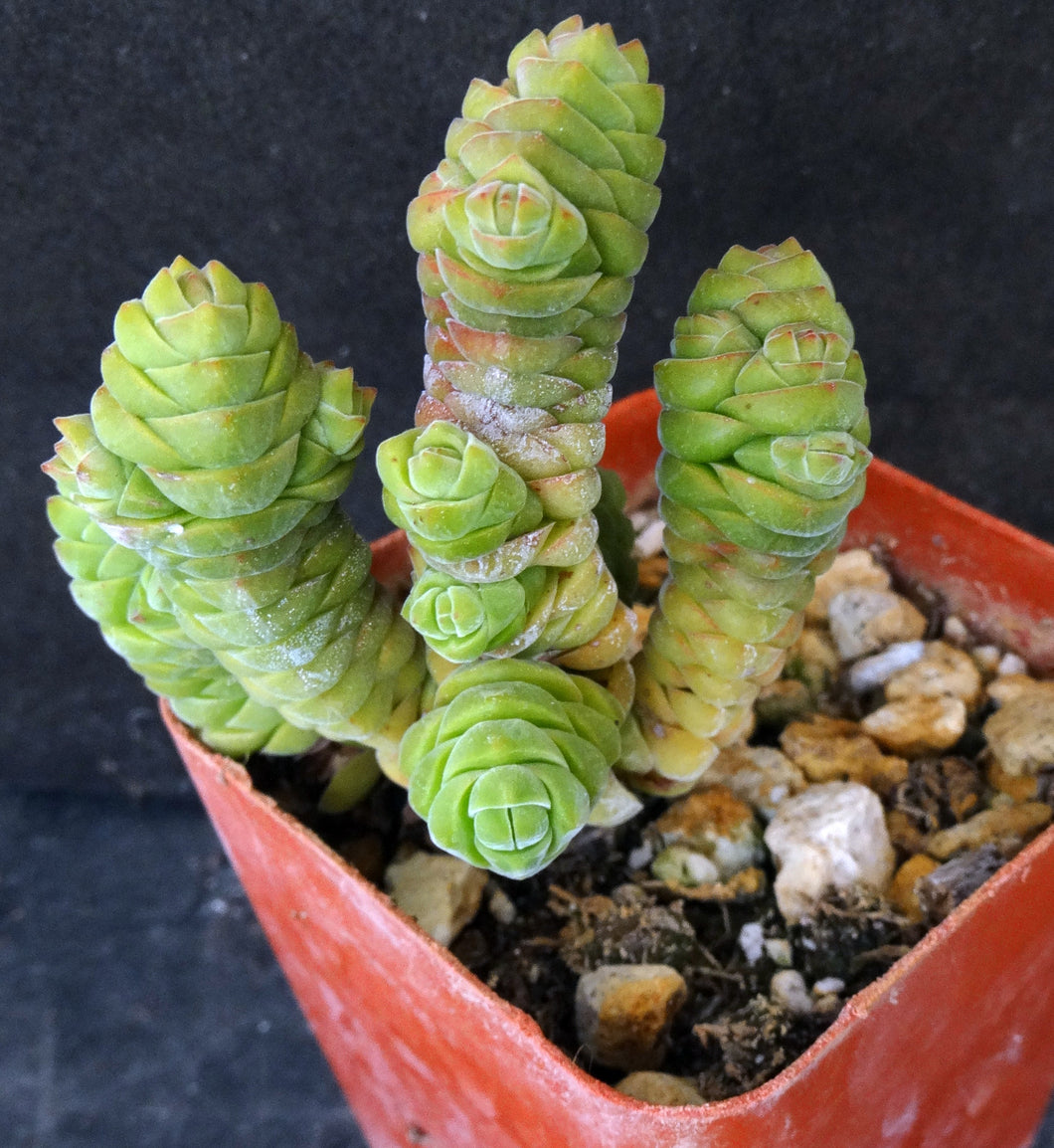 Crassula columella