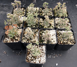 Crassula titanopsis