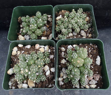Load image into Gallery viewer, Cumulopuntia pentlandii (Tephrocactus) *Miniature Ball Shape Cactus*

