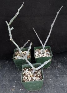 Cynanchum aphyllum *Uncommon Gray Form!*