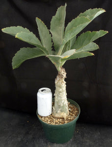 Cyphostemma juttae *Big Plant!* 3.5" diameter base! (A)