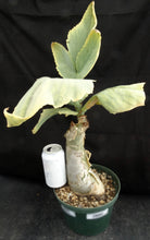 Load image into Gallery viewer, Cyphostemma juttae  *Big Plant!* 5&quot; diameter base! (B)
