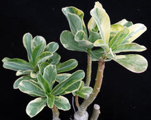 Load image into Gallery viewer, Adenium &#39;Dang Hunsadee&#39; Variegated! *Big Plant!* Grafted hybrid *CLEARANCE SALE*
