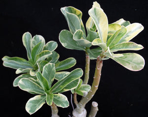 Adenium 'Dang Hunsadee' Variegated! *Big Plant!* Grafted hybrid *CLEARANCE SALE*