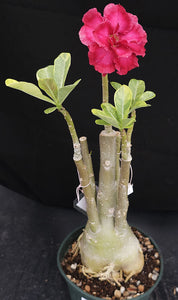 Adenium 'Dang Hunsadee' Variegated! *Big Plant!* Grafted hybrid *CLEARANCE SALE*