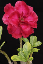 Load image into Gallery viewer, Adenium &#39;Dang Hunsadee&#39; Variegated! *Big Plant!* Grafted hybrid *CLEARANCE SALE*

