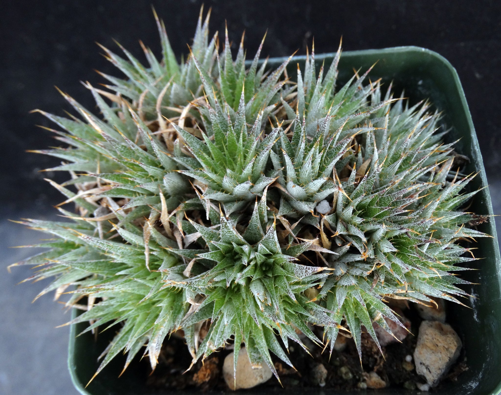Deuterocohnia Brevifolia Miniature Clumping Bromeliad Kyle s Plants Deuterocohnia Brevifolia Miniature Clumping Bromeliad Kyle s Plants