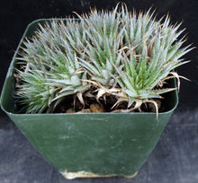 Load image into Gallery viewer, Deuterocohnia brevifolia *Miniature Clumping Bromeliad*
