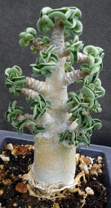 Adenium arabicum 'Dorset Horn' (DHA)