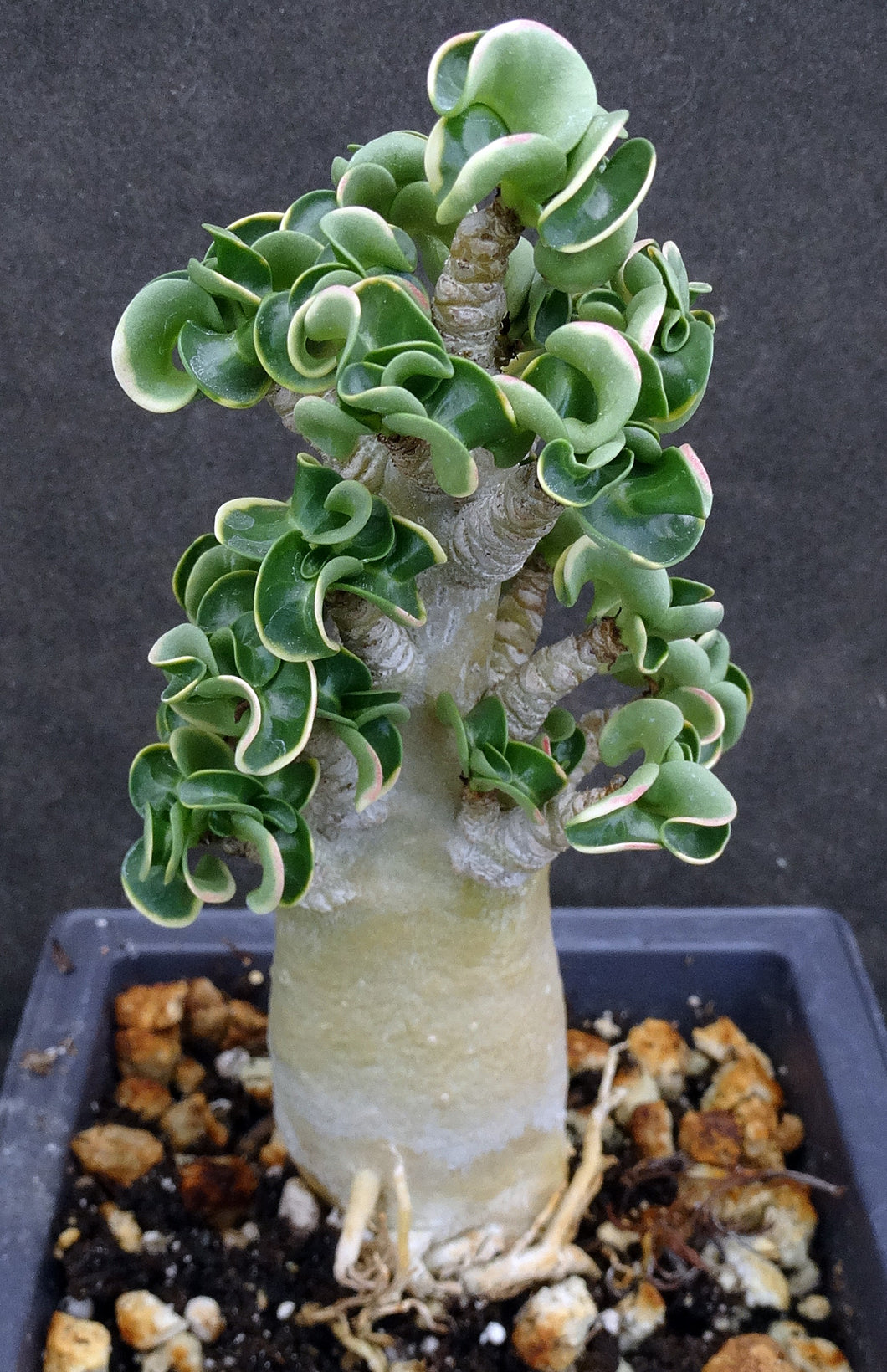 Adenium arabicum 'Dorset Horn' (DHA)