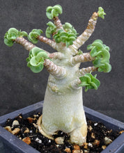 Load image into Gallery viewer, Adenium arabicum &#39;Dorset Horn&#39; (DHA)
