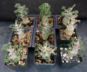 Adenium arabicum 'Dorset Horn' (DHA)