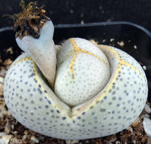 Load image into Gallery viewer, Dinteranthus wilmotianus *Purple polka dot egg plant!*
