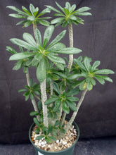 Load image into Gallery viewer, Dorsteinia gigas *Big Plant*
