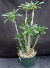 Load image into Gallery viewer, Dorsteinia gigas *Big Plant*
