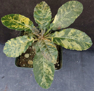 Dorsteinia foetida 'variegata' Variegated