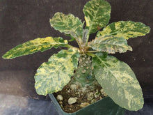 Load image into Gallery viewer, Dorsteinia foetida &#39;variegata&#39; Variegated

