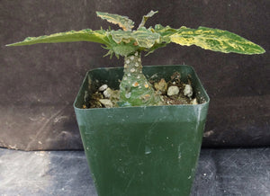Dorsteinia foetida 'variegata' Variegated