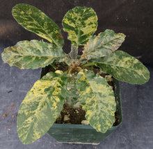 Load image into Gallery viewer, Dorsteinia foetida &#39;variegata&#39; Variegated
