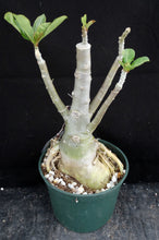 Load image into Gallery viewer, Adenium &#39;Dragon Blood&#39; *Big Plant* Grafted Hybrid *CLEARANCE SALE*
