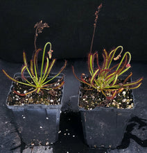 Load image into Gallery viewer, Drosera capensis
