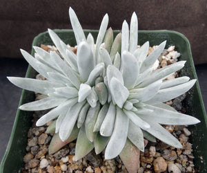 Dudleya gnoma