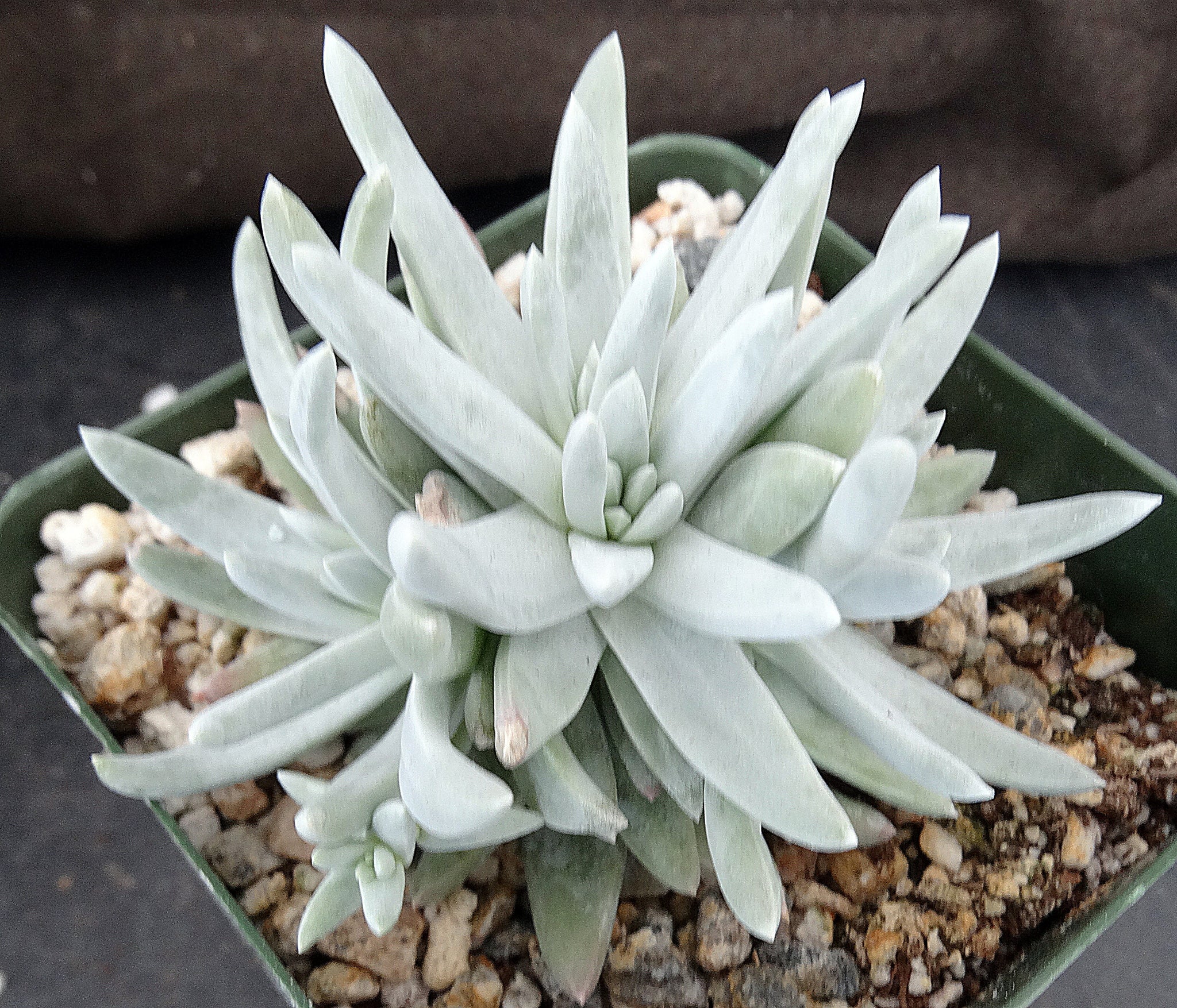 noona succulent Dudleya gnoma – Kyle's Plants