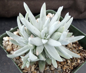 Dudleya gnoma