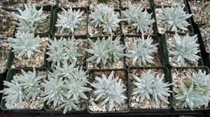 Dudleya gnoma