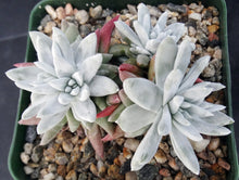 Load image into Gallery viewer, Dudleya gnoma

