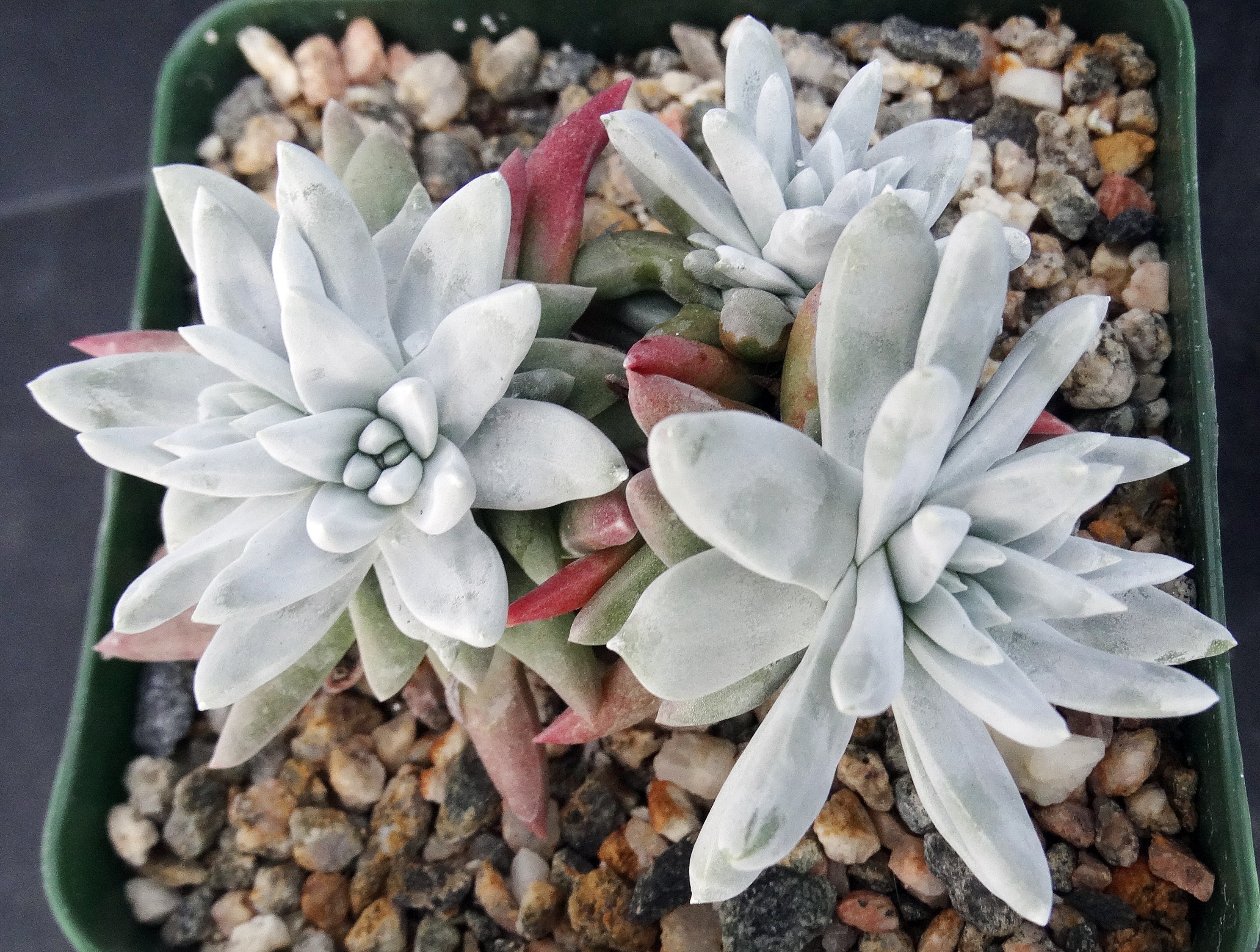 Imported Rare old Dudleya White Greenei succulent hotsell from Korea