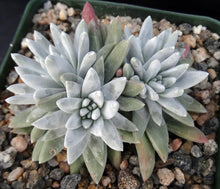 Load image into Gallery viewer, Dudleya gnoma
