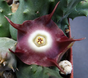 Duvalia pillansii *Eyeball Flower Stapeliad*