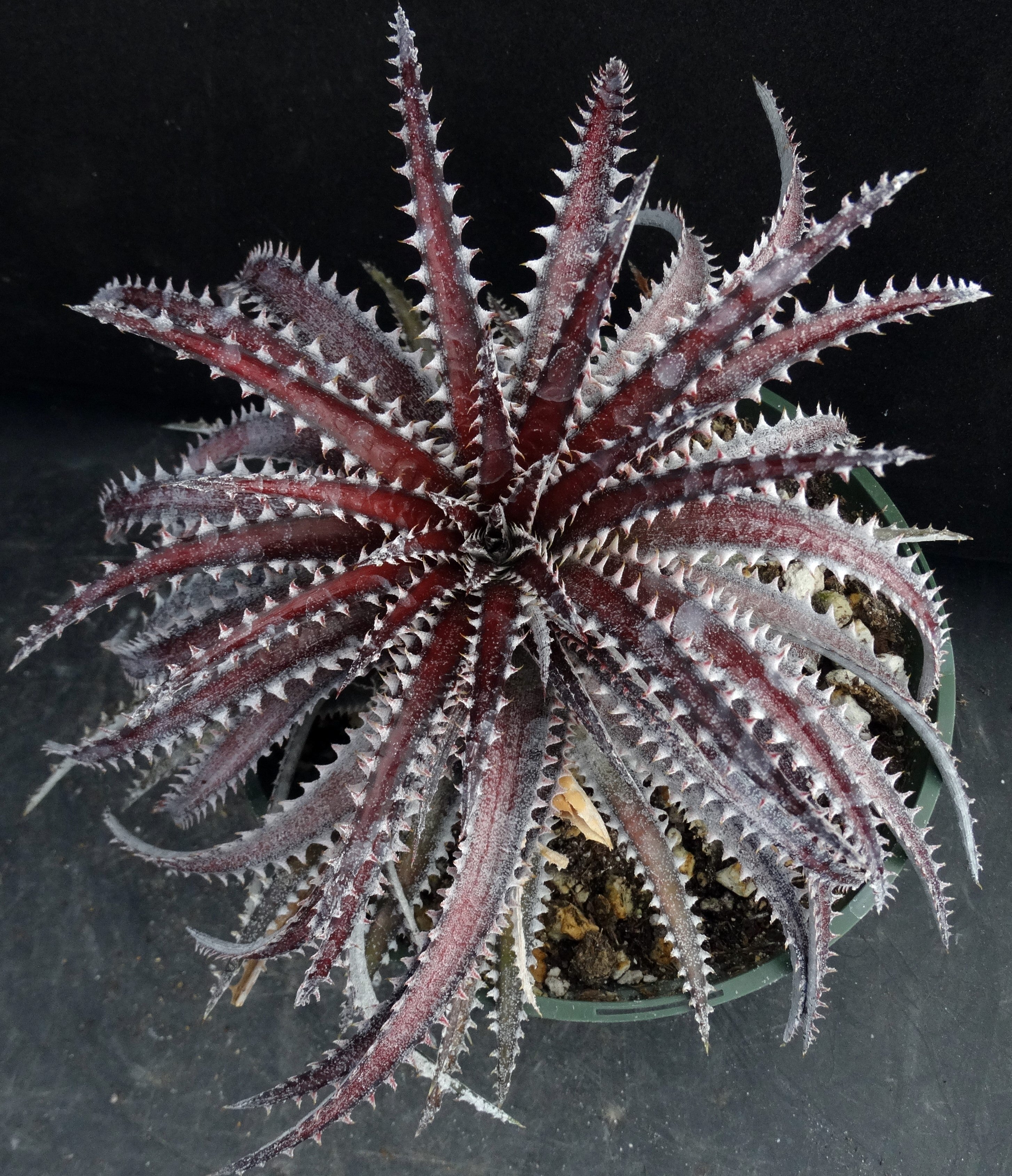 dyckia3_2907x.jpg?v=1699580411