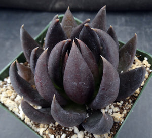 Echeveria 'Black Knight'