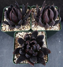 Load image into Gallery viewer, Echeveria &#39;Black Knight&#39;
