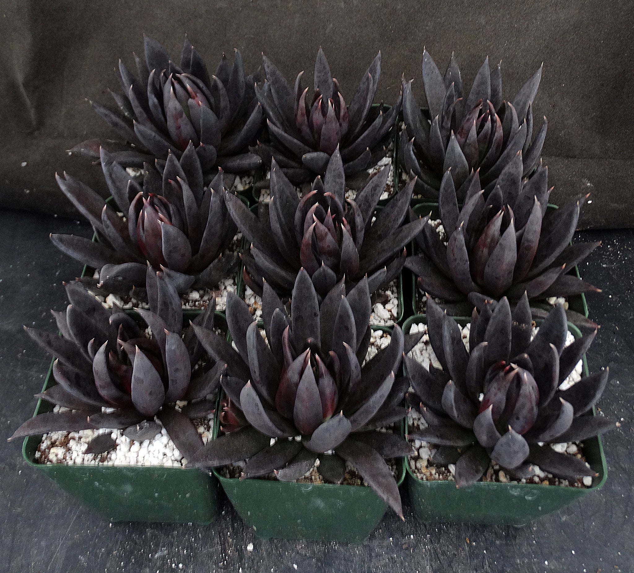 black knight black prince succulent Echeveria 'Black Knight' – Kyle's Plants