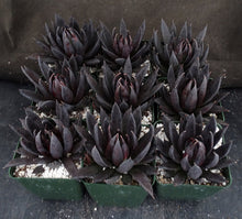 Load image into Gallery viewer, Echeveria &#39;Black Knight&#39;
