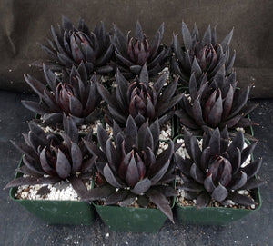 Echeveria 'Black Knight'