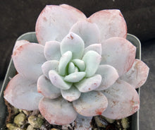 Load image into Gallery viewer, Echeveria laui
