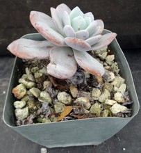 Load image into Gallery viewer, Echeveria laui
