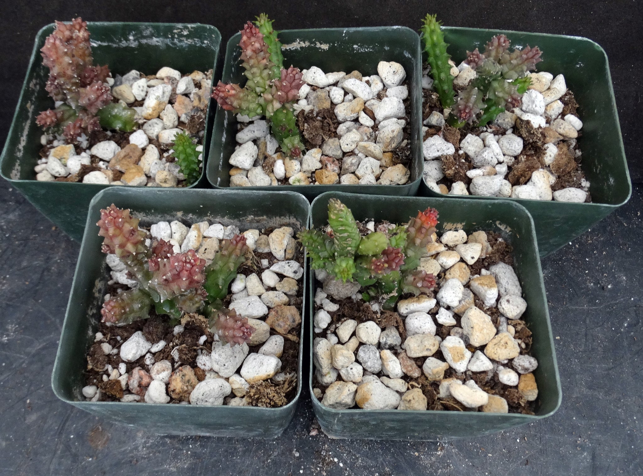 succulents native to montana Echidnopsis montana – Kyle's Plants