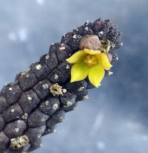Echidnopsis cereformis Yellow form