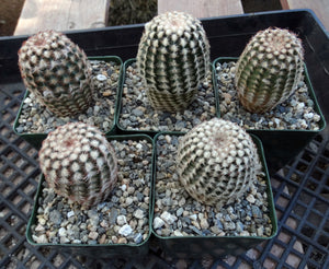 Echinocereus reichenbachii var. minor