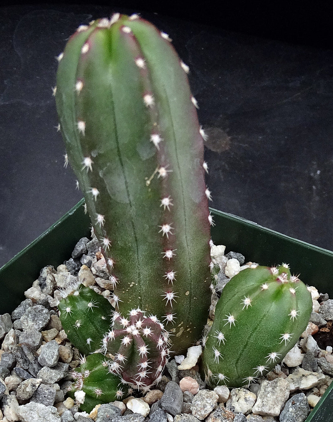 Echinocereus scheeri ssp. gentryi