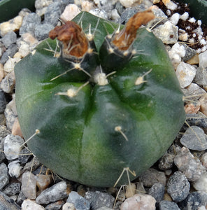 Echinocereus knippelianus