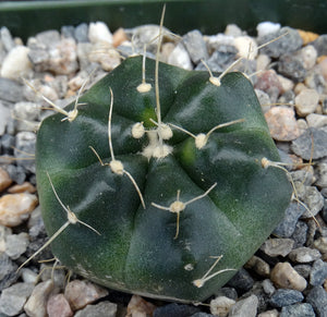 Echinocereus knippelianus