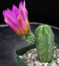 Load image into Gallery viewer, Echinocereus morricalii
